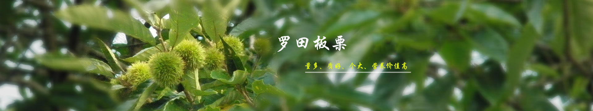 湖北板栗_板栗文化banner