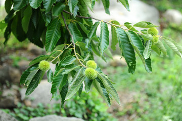 罗田板栗哪家好